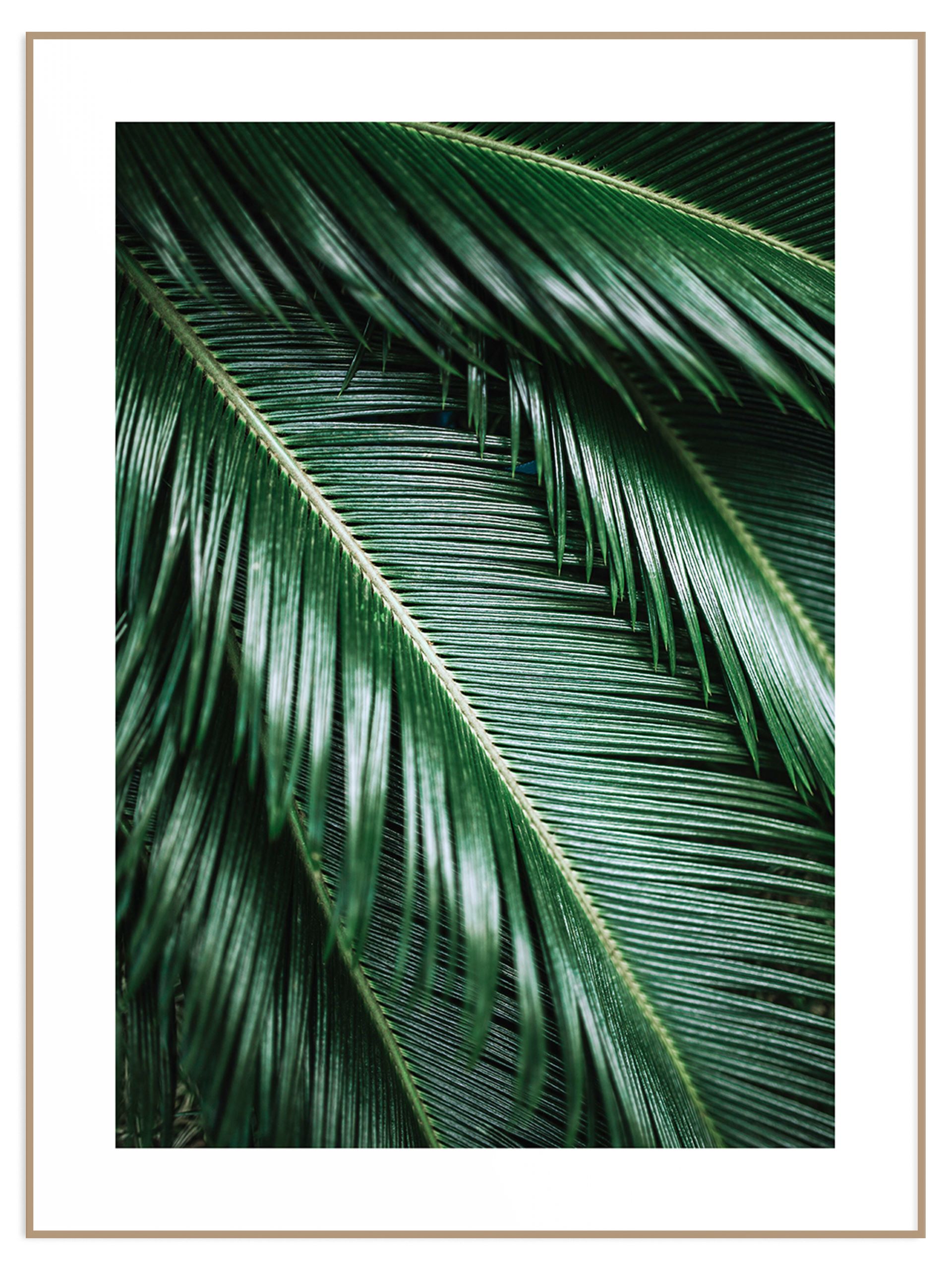 Botaniczny plakat ciemno zielone liście tropikalnej rośliny (sklep) Plakat tropikalne liście - obrazek 1