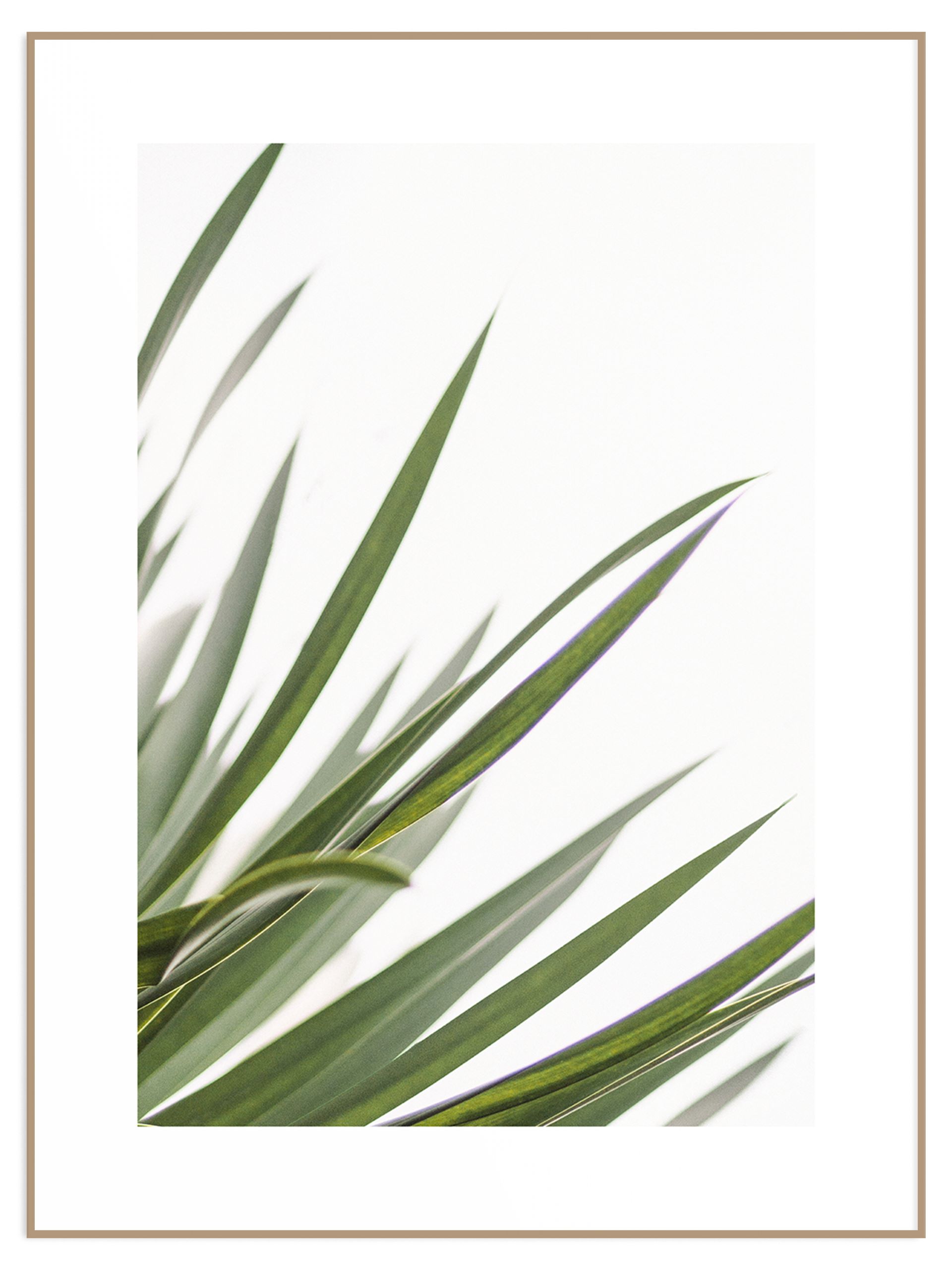 Minimalistyczny plakat zielona dracena na białym tle (sklep) Plakat dracena - obrazek 1