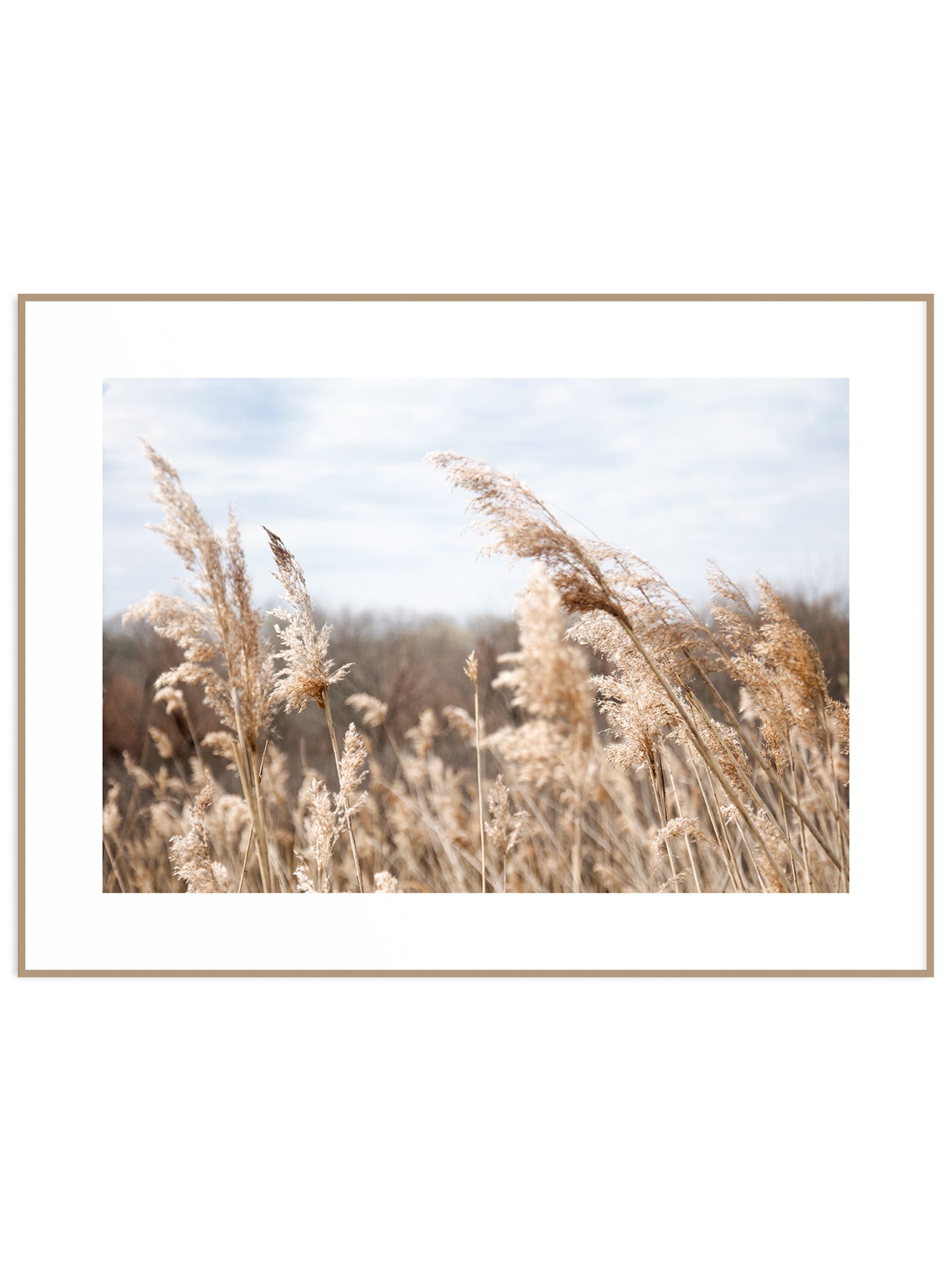 Plakat boho trawy (sklep) Plakat trawy na łące - obrazek 1