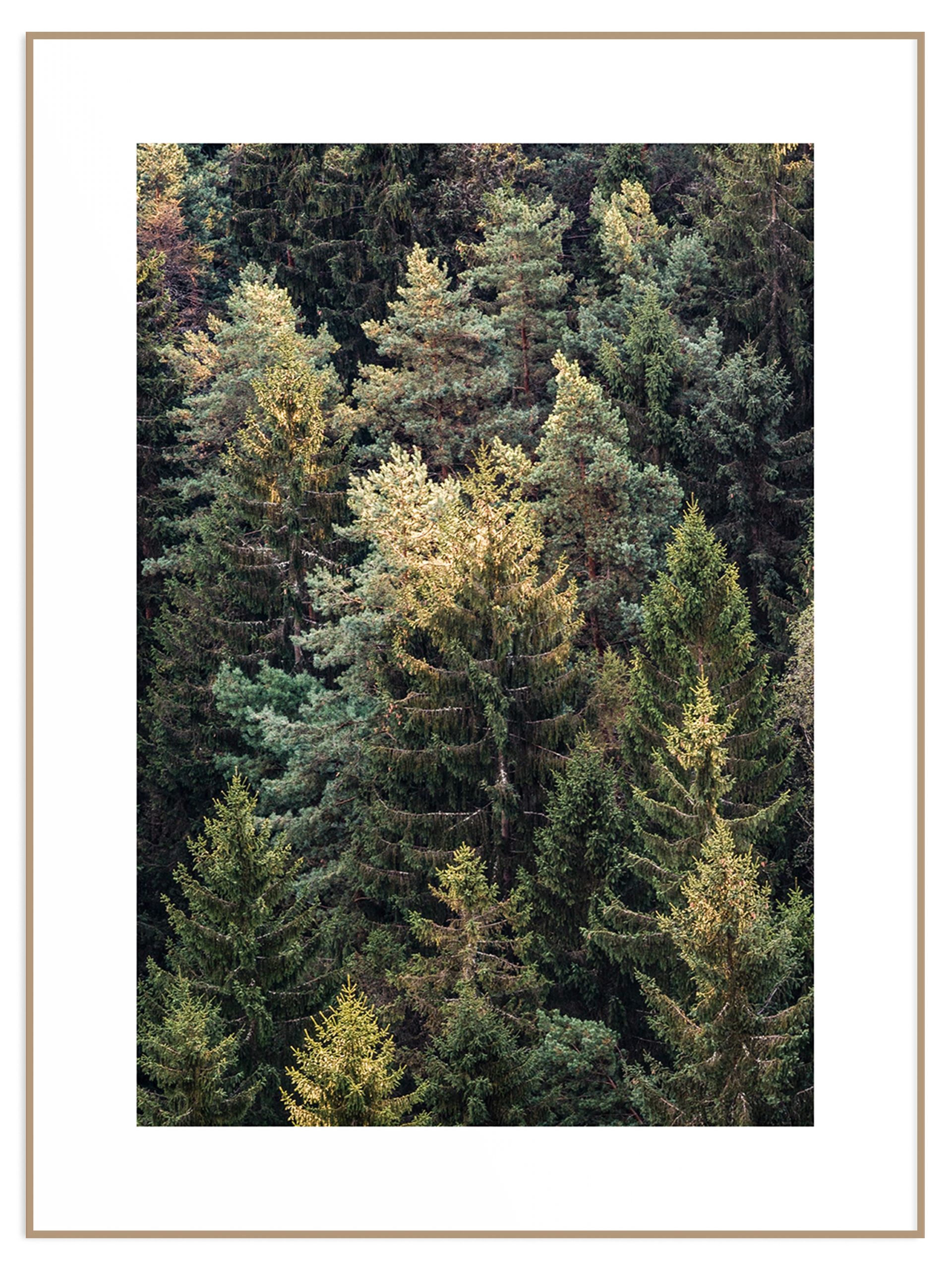 Plakat ciemny zielony las z lotu ptaka (sklep) Plakat las iglasty - obrazek 1