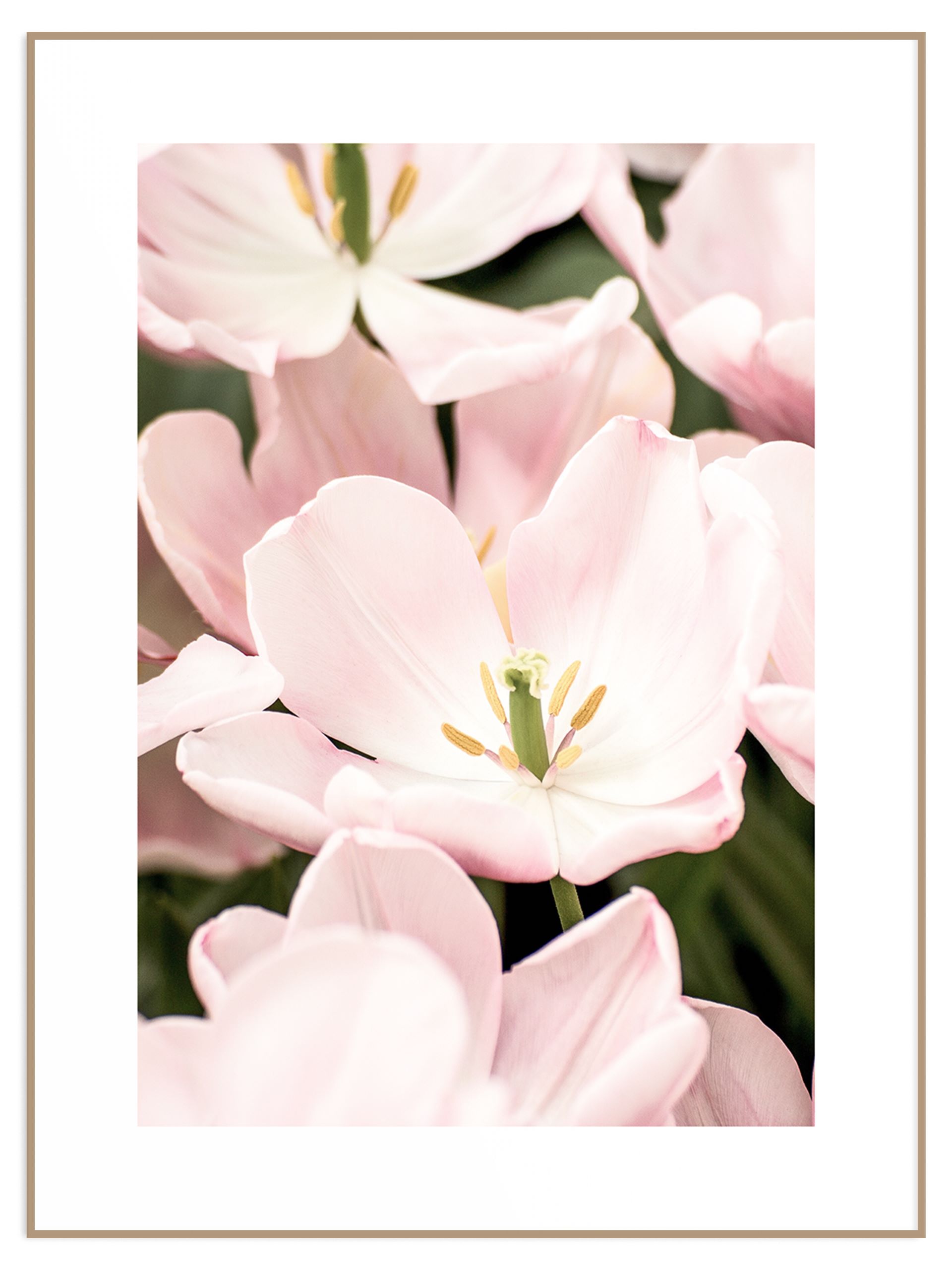 Plakat delikatne różowe kwiatki (sklep) Plakat magnolie - obrazek 1