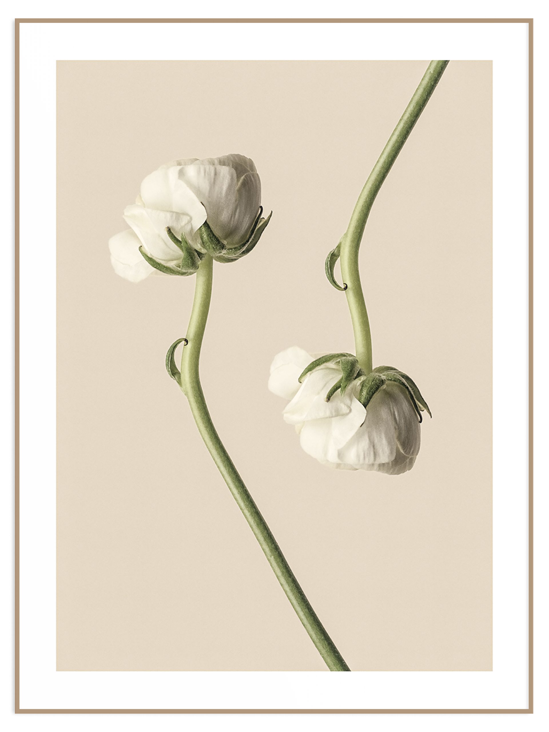 Plakat deliketne białe kwiaty na beżowym tle (sklep) Plakat White Flowers - obrazek 1