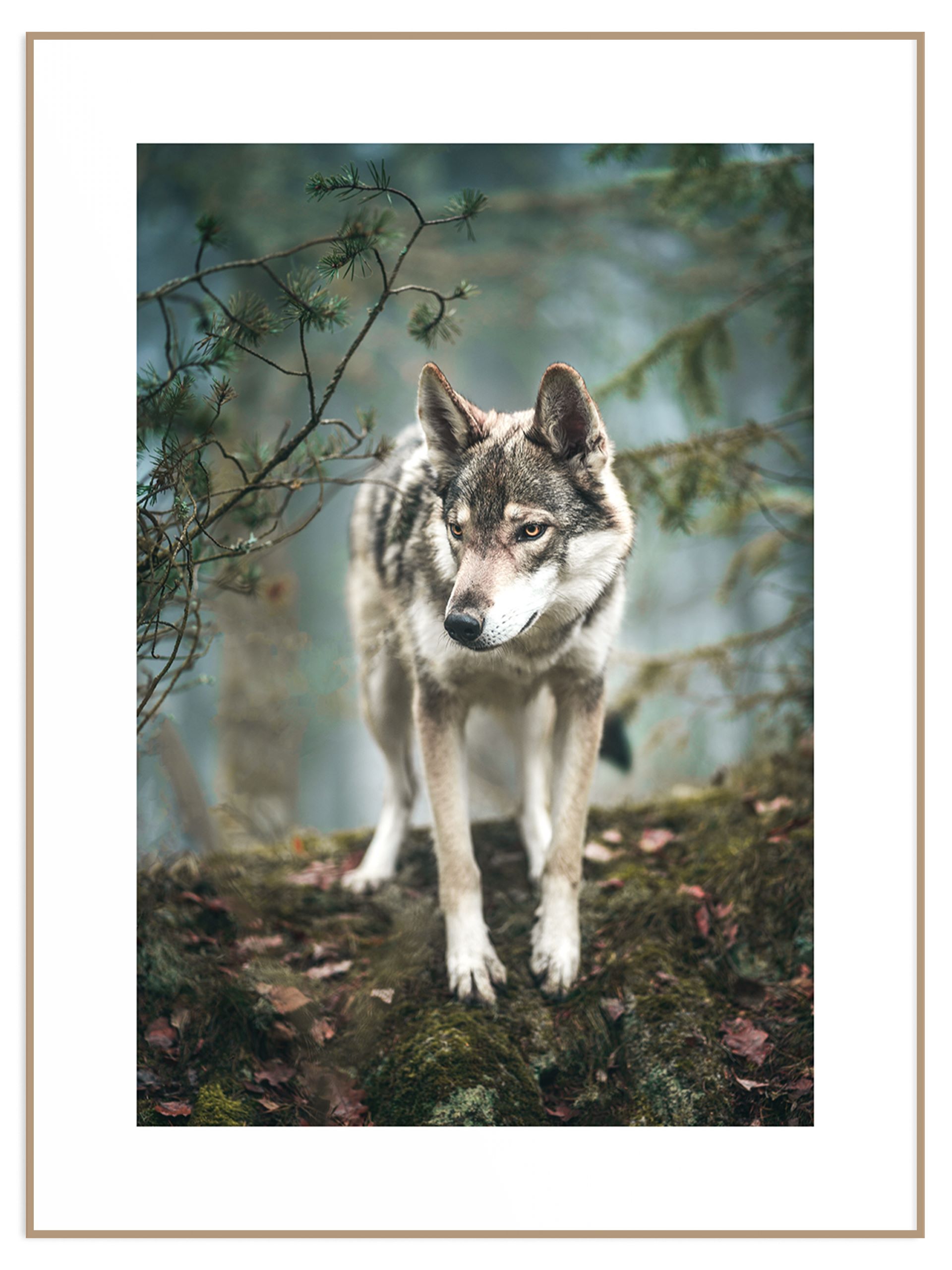 Plakat dziki wilk (sklep) Plakat wilk w lesie - obrazek 1