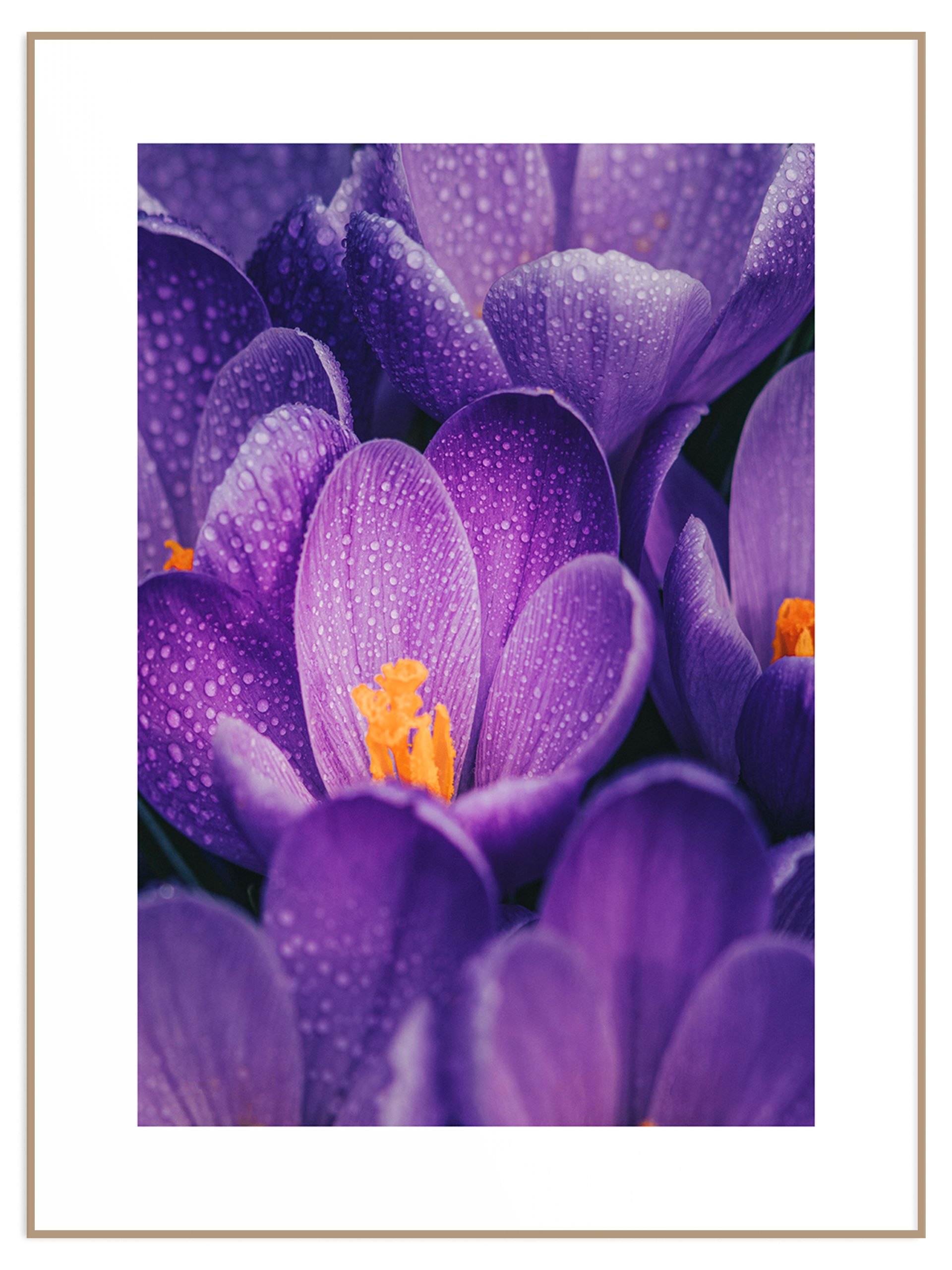 Plakat fioletowe kwiaty w zbliżeniu (sklep) Plakat kwiat krokus - obrazek 1