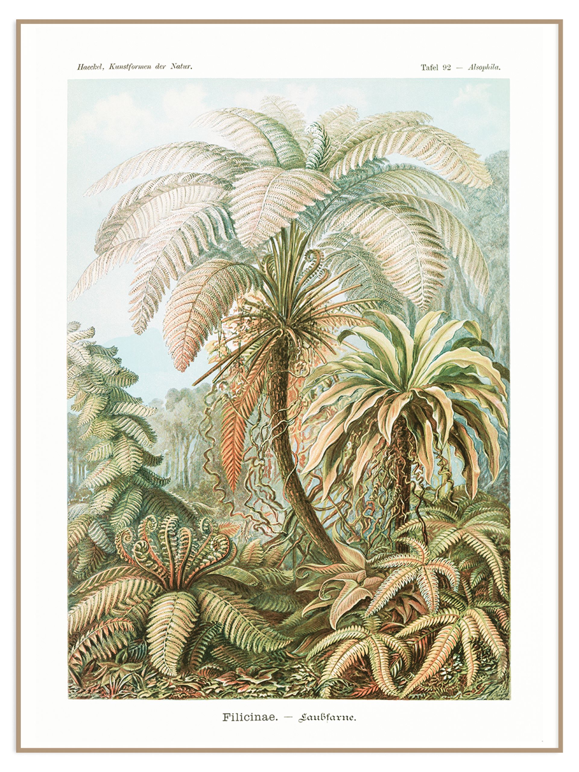 Plakat haeckel kunstformen der natur (sklep) Plakat Filicinae – Laubfarne - obrazek 1