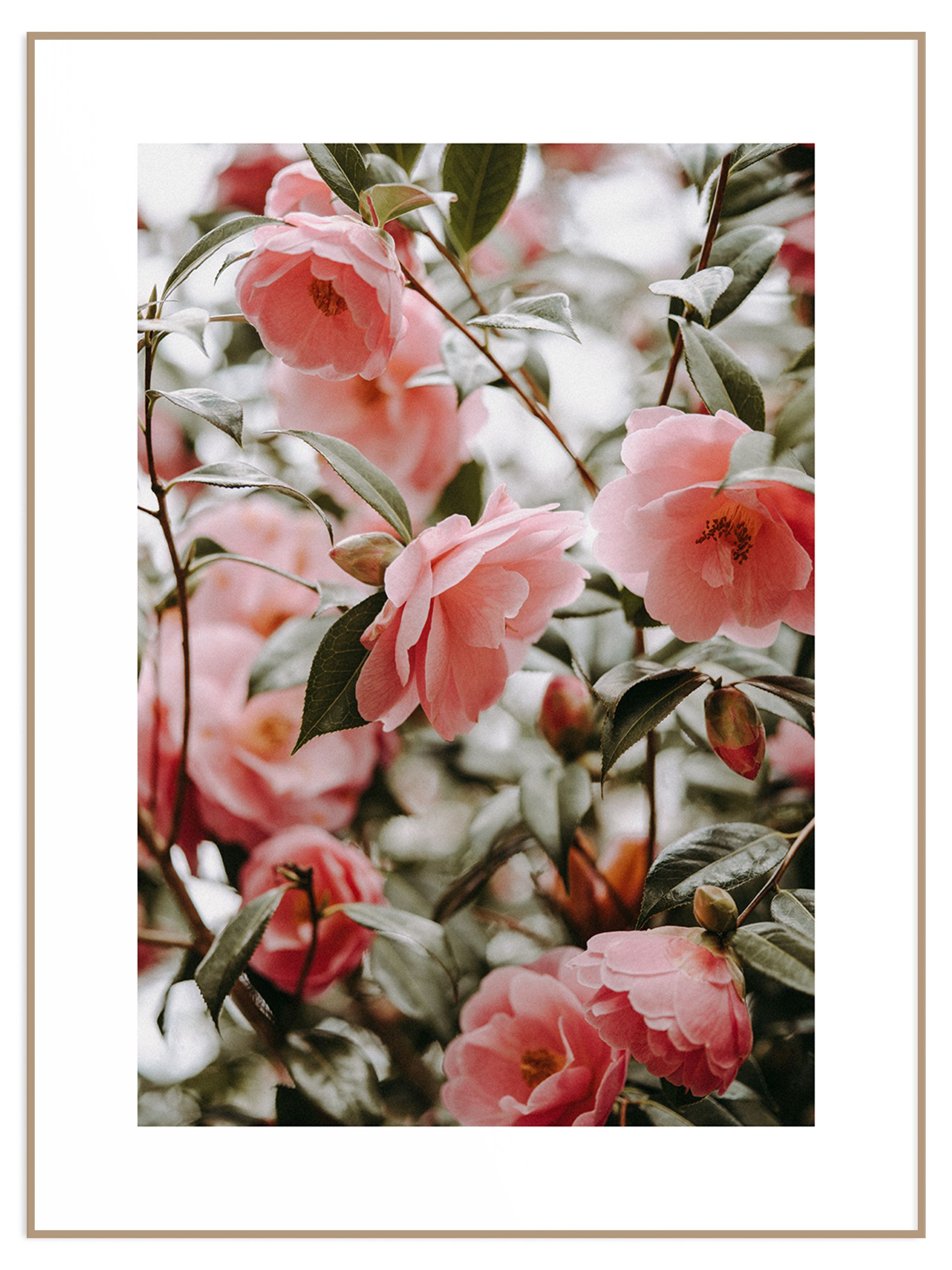 Plakat klimatyczne dzikie kwiaty (sklep) Plakat wild roses - obrazek 1
