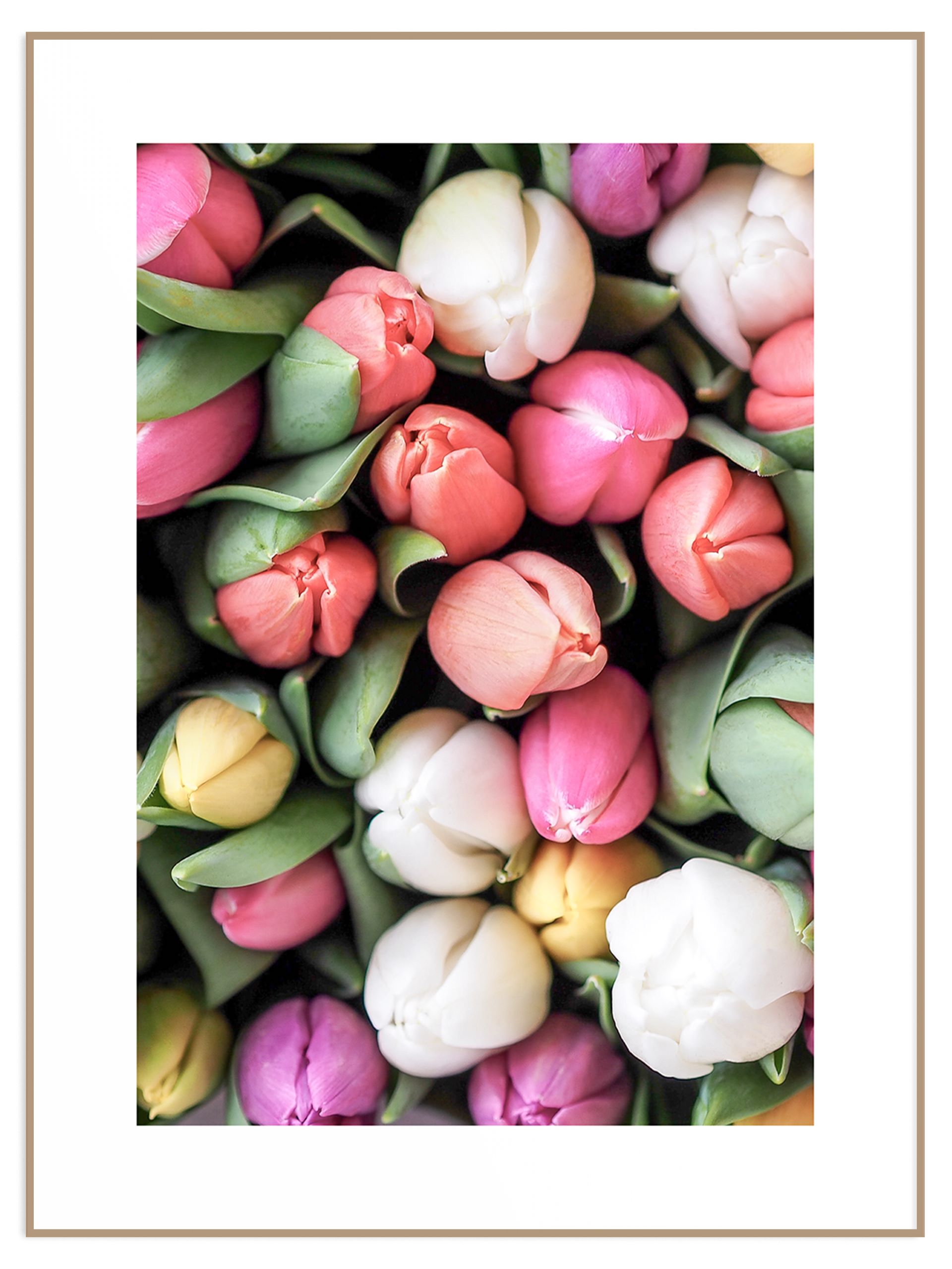 Plakat kolorowe świeże tulipany (sklep) Plakat świeże tulipany - obrazek 1