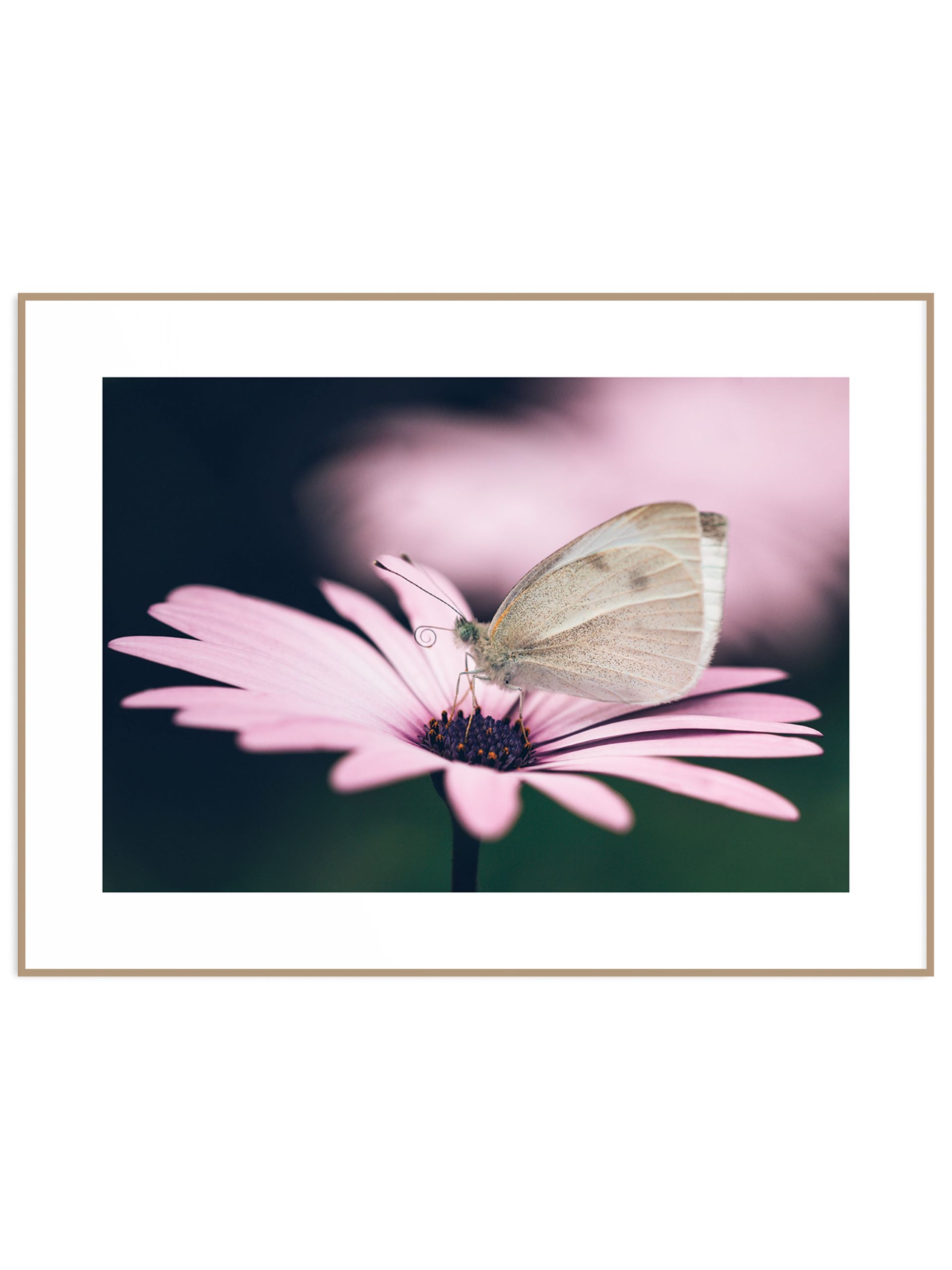 Plakat motylek na kwiatku (sklep) Plakat motyl na kwiatku - obrazek 1
