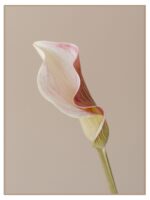 Plakat perfect calla - obrazek 3