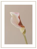 Plakat perfect calla
