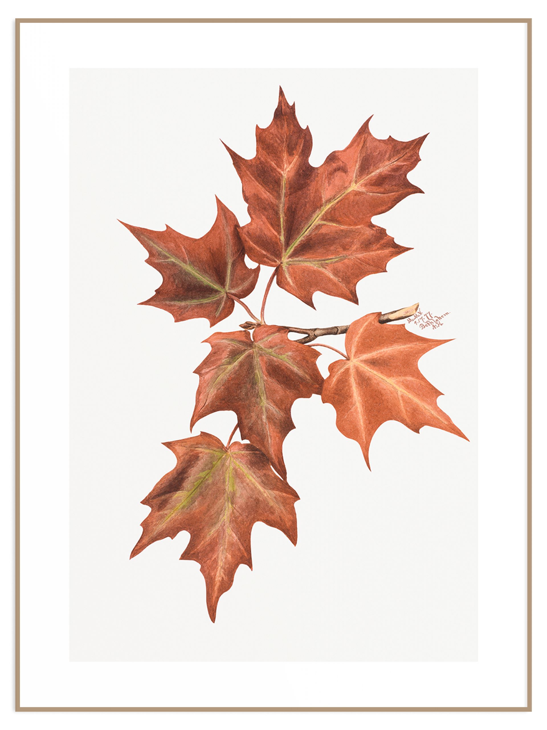 Plakat rysunek jesienne liście (sklep) Plakat Autumn Leaves - Mary Vaux Walcott - obrazek 1