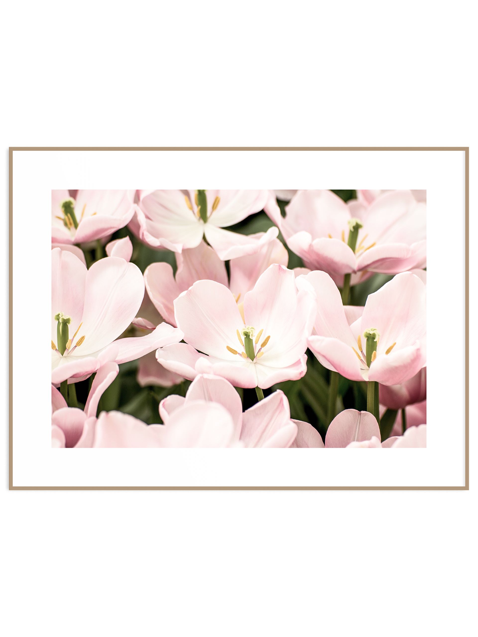 Poziomy plakat delikatne różowe kwiatki (sklep) Plakat wiosenna magnolia - obrazek 1