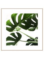 Plakat monstera