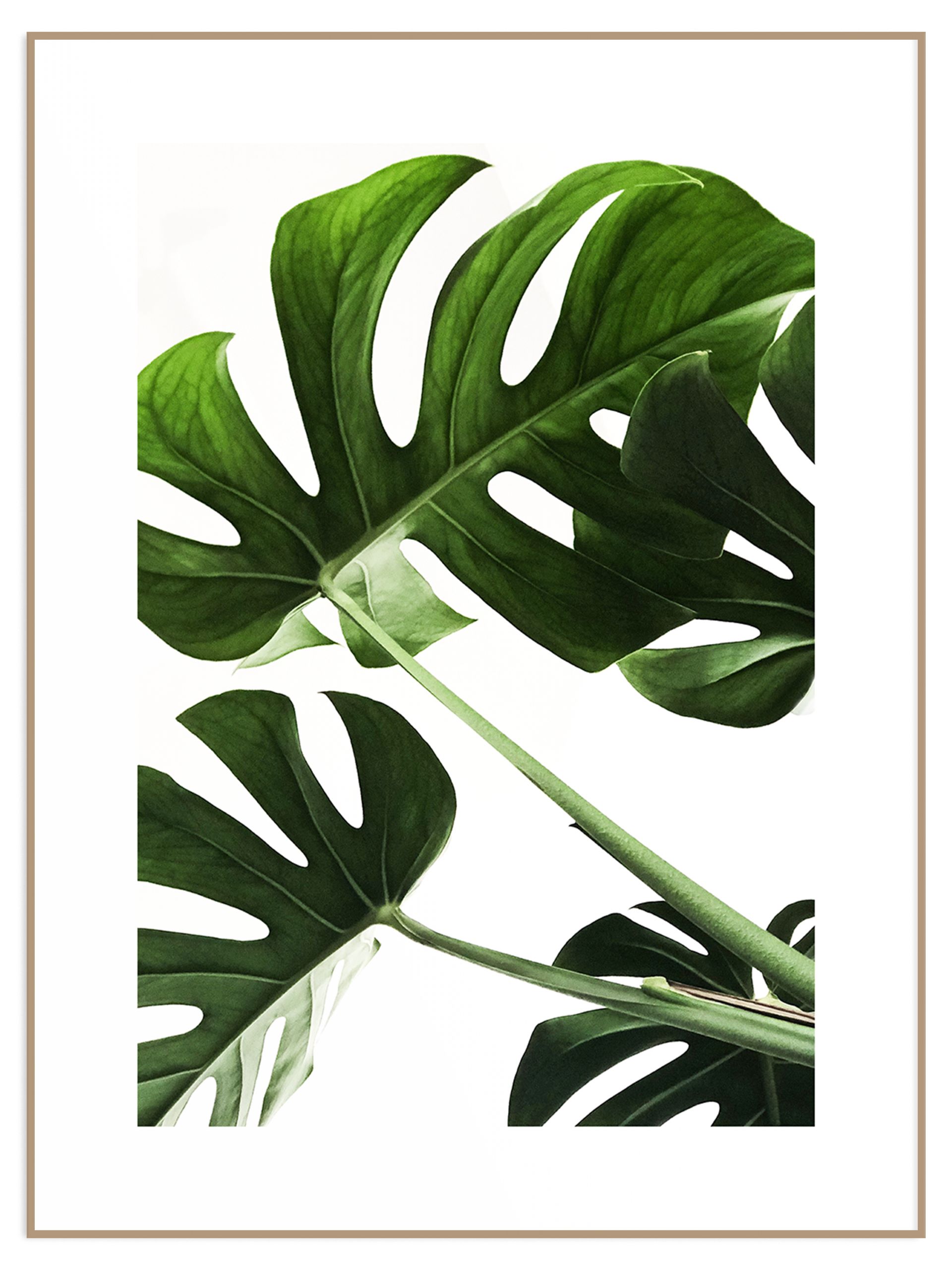 Zielony plakat piękne liście monstery (sklep) Plakat monstera - obrazek 1