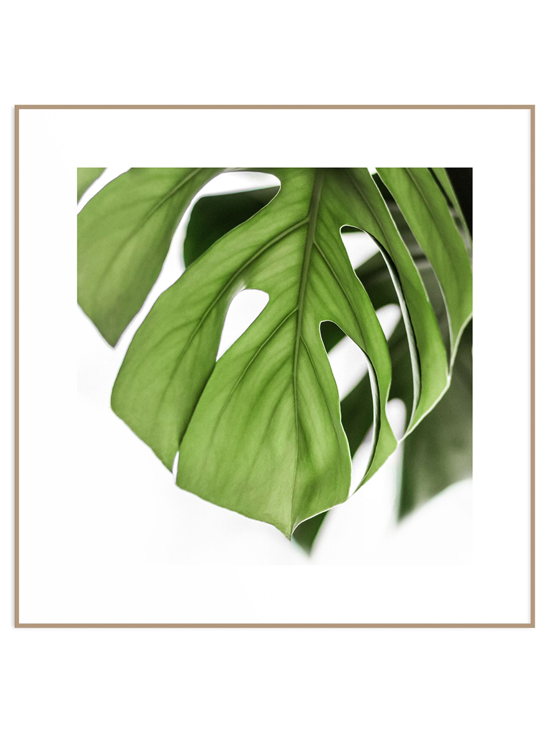 kwadratowy plakat minimalistyczny jasnozielony liść monstery Plakat jasna monstera - obrazek 1