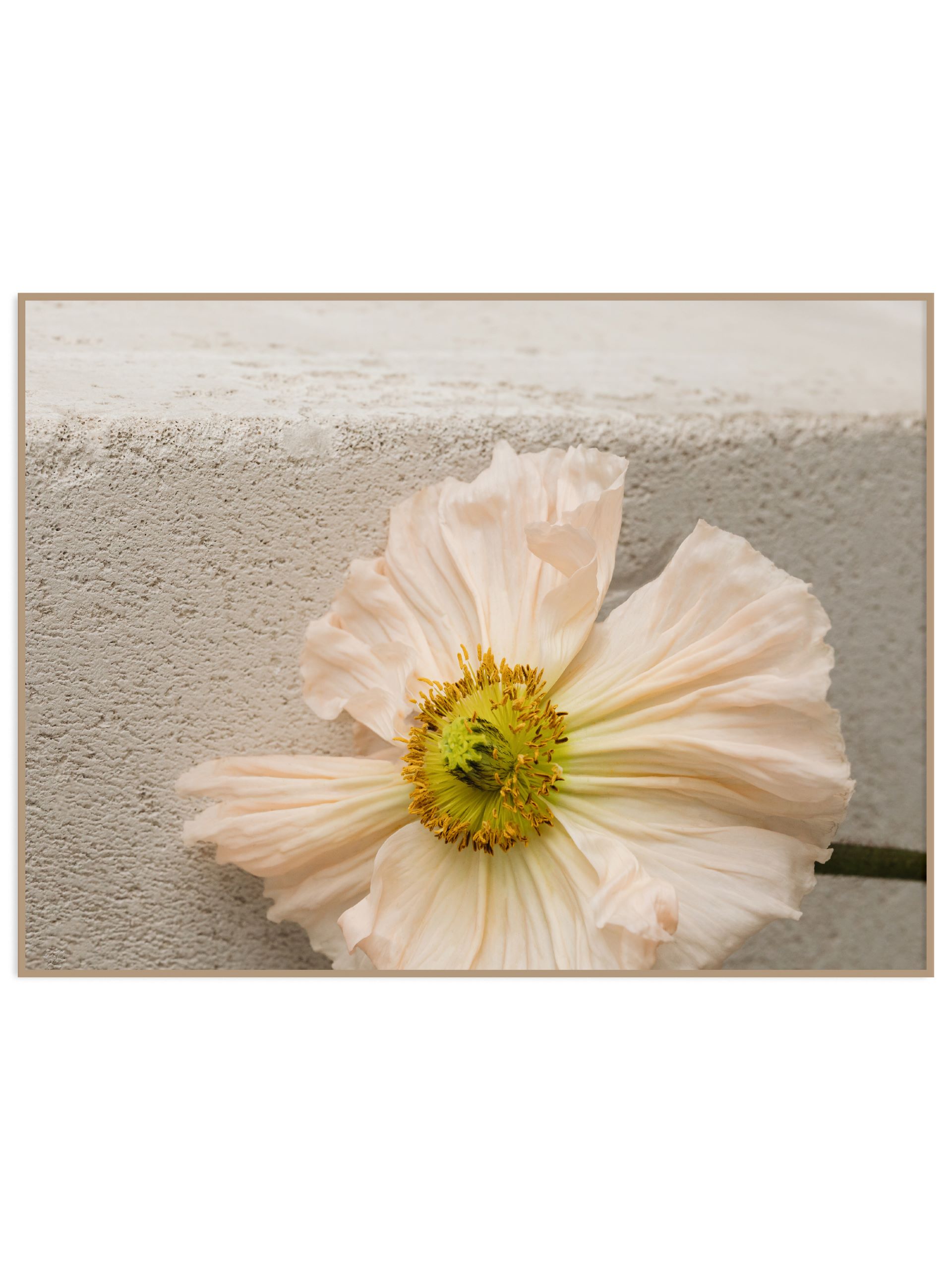 piękny estetyczy plakat delikatny kwiat bez marginesu POZIOM (sklep) Plakat esthetic flower - obrazek 1