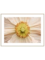 Plakat poppy flower