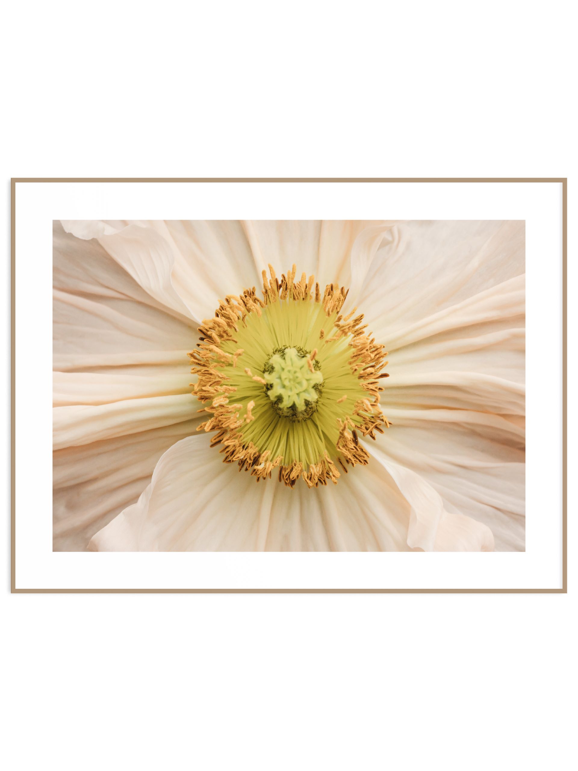 plakat delikatny wiosenny kwiat POZIOM (sklep) Plakat poppy flower - obrazek 1