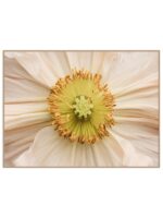 Plakat poppy flower - obrazek 3